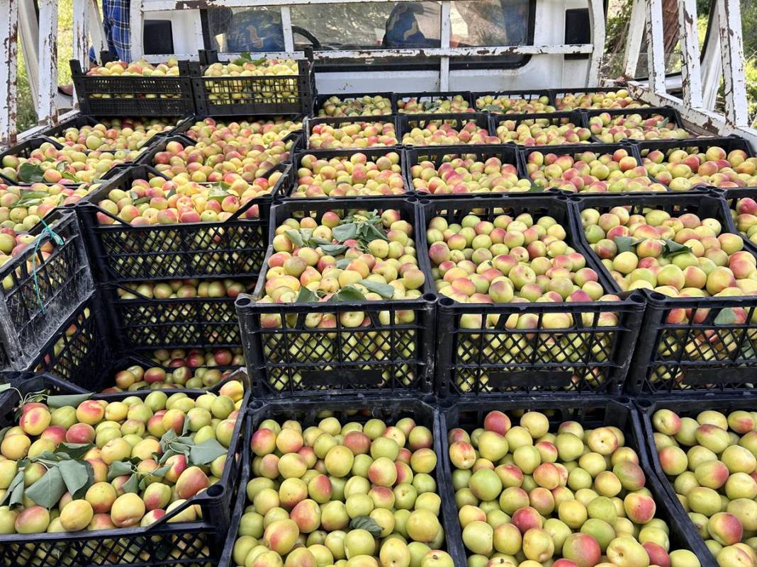 Yazın en güzel meyvesi: C vitamini deposu, metabolizmayı pervane gibi çalıştırıyor! Tarlada kilosu 25 TL 9